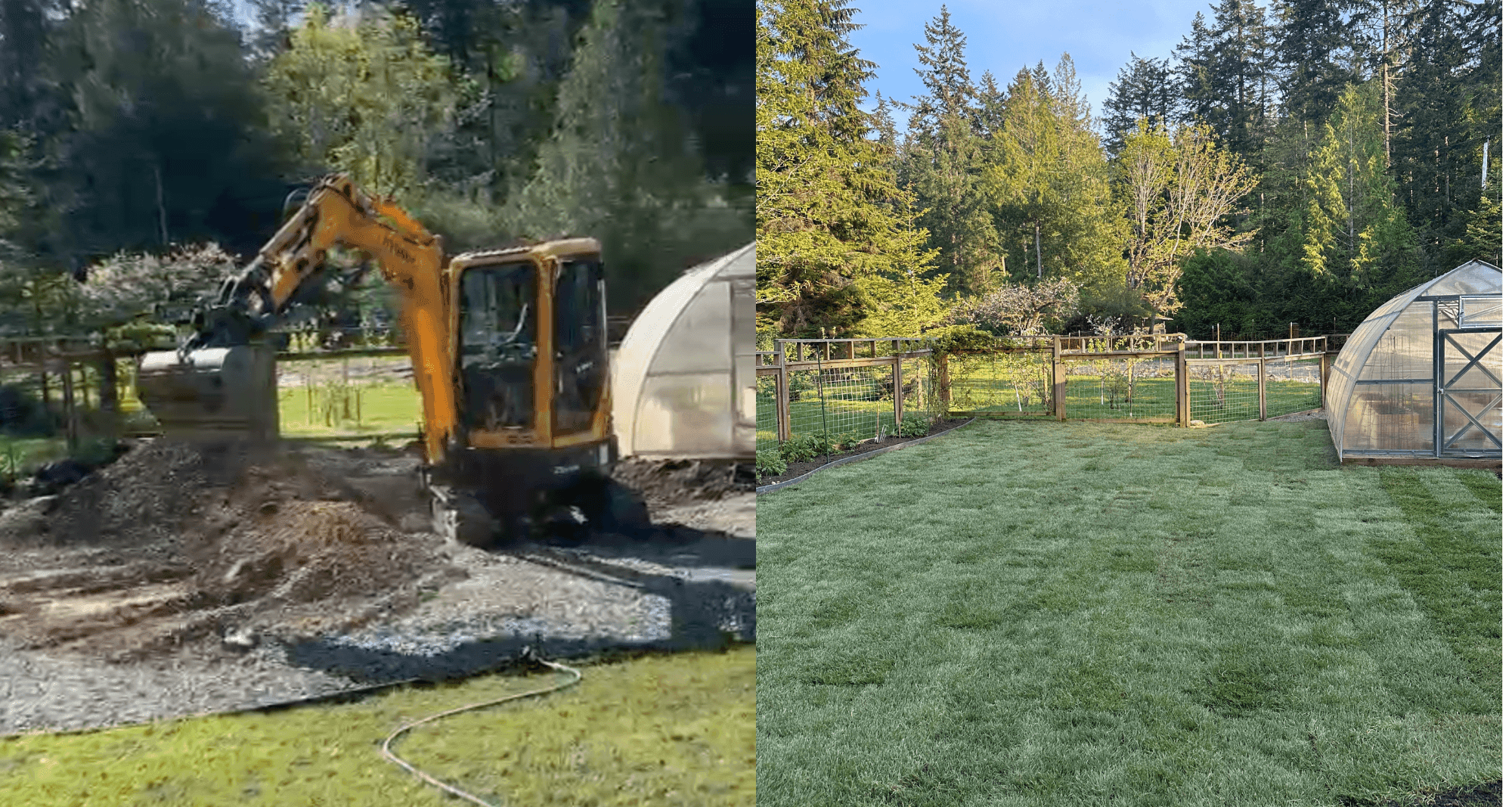 Before and after lawn transformation on Vancouver Island — our neighbour's yard