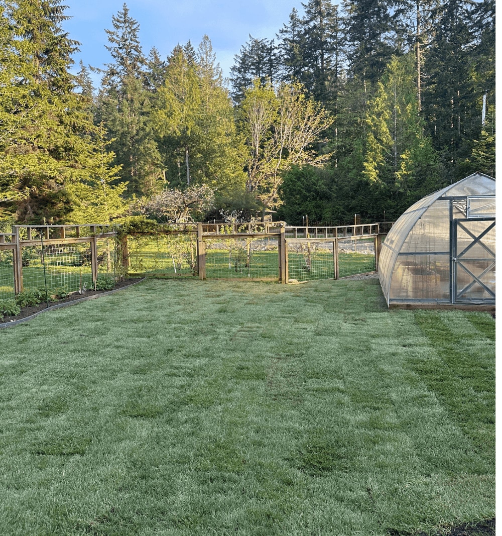After — same backyard with finished sod and landscaping
